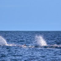 Team Buiding-This image shows two whales blowing with their heads above the water, the sparkling Indian Ocean off the South African Coastline and clear blue sky providing a picturesque backdrop.